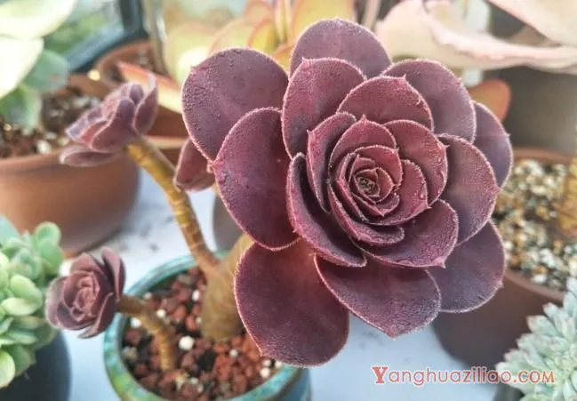 露台养多肉，你准备好了吗？