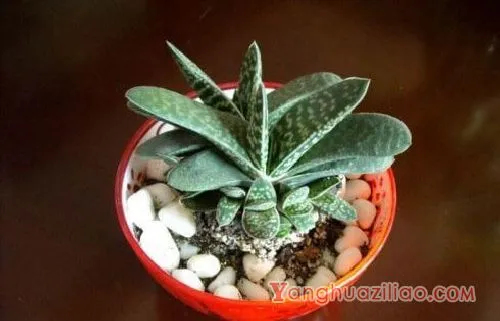 子宝图片大全！子宝，可爱又迷人的多肉植物! 第5张