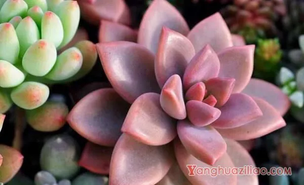 宝石花和观音莲的区别，详细介绍叶子和花朵的不同