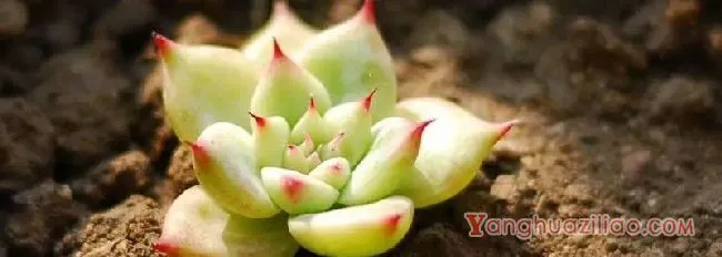 多肉长了白色的小虫子怎么办