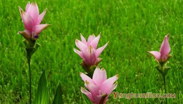 姜荷花的花语象征什么