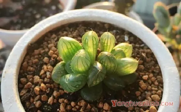 冰灯玉露怎么繁殖，冰灯玉露的繁殖方法与养护技巧
