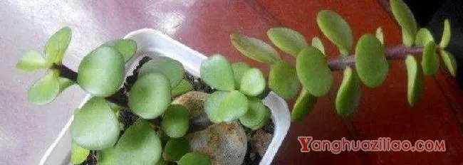 金枝玉叶和雅乐哪个贵