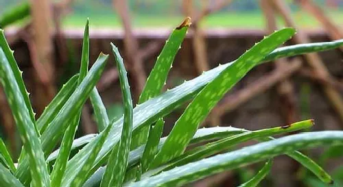 芦荟干尖怎么处理 芦荟养殖技巧总结