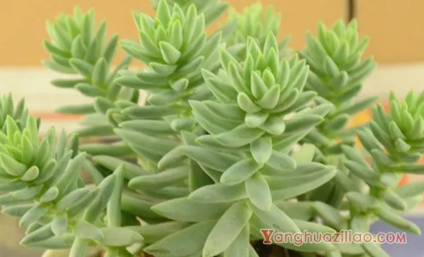 多肉树冰怎么繁殖