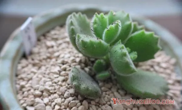 熊童子扦插图解，4步即可完成熊童子的扦插