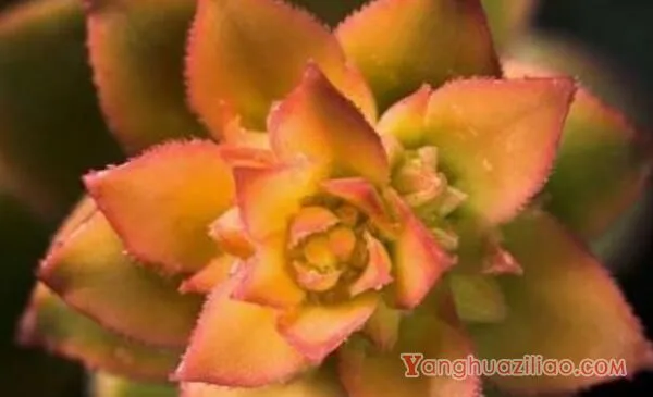 多肉莲花掌怎么养