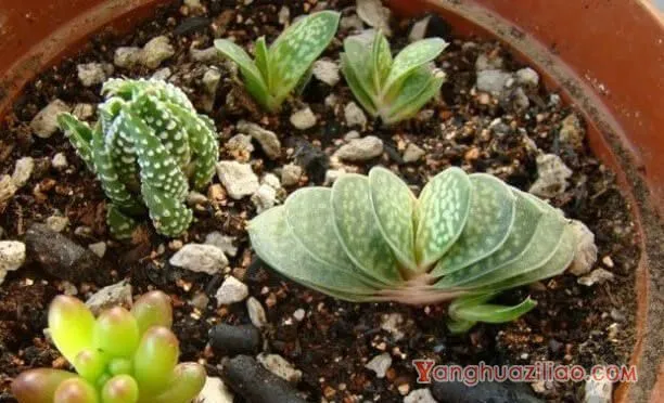 子宝图片大全！这是寓意最好的多肉植株了！ 第3张