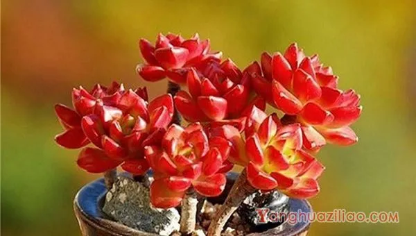 2019最招财的5种多肉 招财又好养