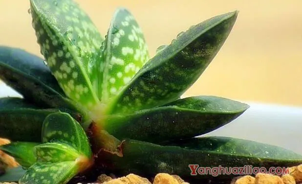 子宝图片大全！这是寓意最好的多肉植株了！ 第5张