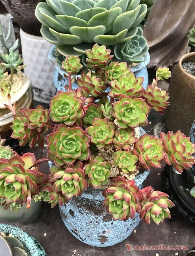 多肉蒂亚怎么养护