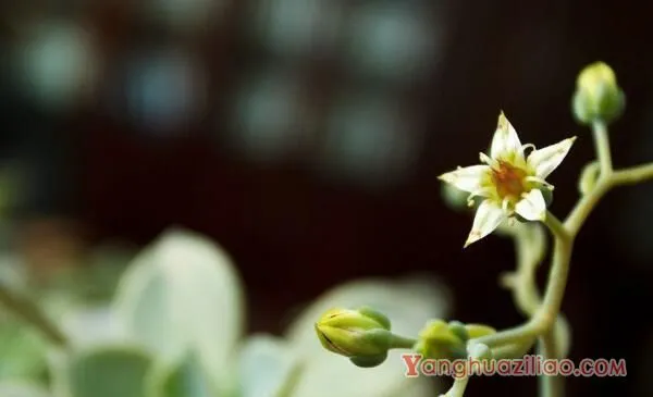 宝石花和观音莲的区别，详细介绍叶子和花朵的不同