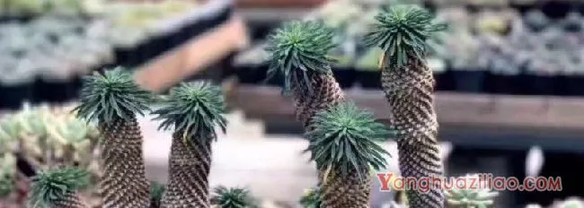 铁甲麒麟为什么贵