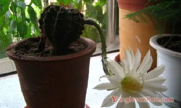 仙人柱开花