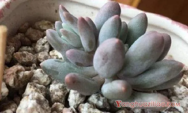 多肉长黑斑