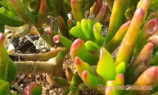 吸财树夏天的养殖方法和注意事项