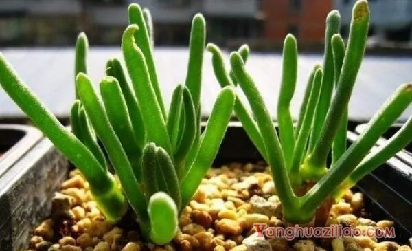 碧光环能修根换土吗,建议在每年的春季更换土壤