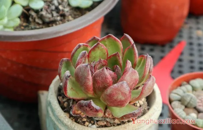 露天养的多肉冬天怎么办