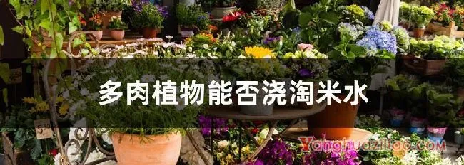 多肉植物能否浇淘米水
