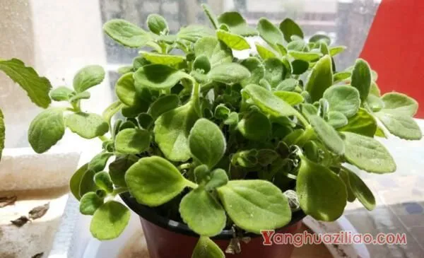 碰碰香徒长了怎么办，适当修剪并加强管理