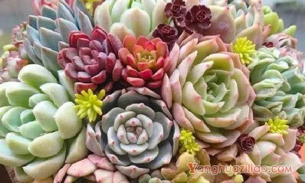 梅雨季节多肉怎么养