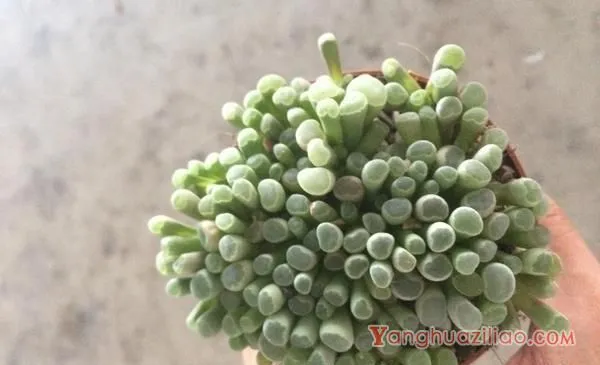 五十铃玉怎么养成彩色 五十铃玉多肉养殖方法与注意事项