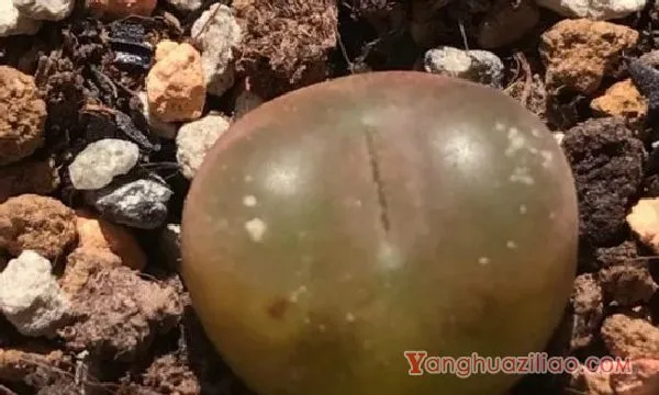 多肉毛汉尼为啥贵