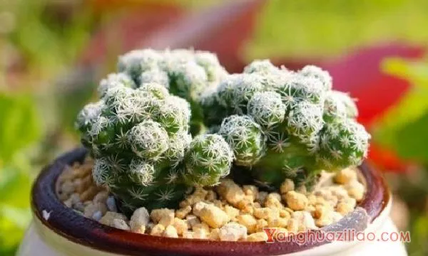 多肉白鸟怎么施肥,春秋施加腐熟饼肥