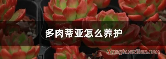 多肉蒂亚怎么养护