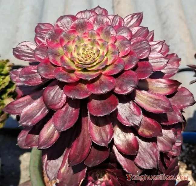 露台养多肉，你准备好了吗？