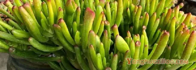 吸财树夏天的养殖方法和注意事项