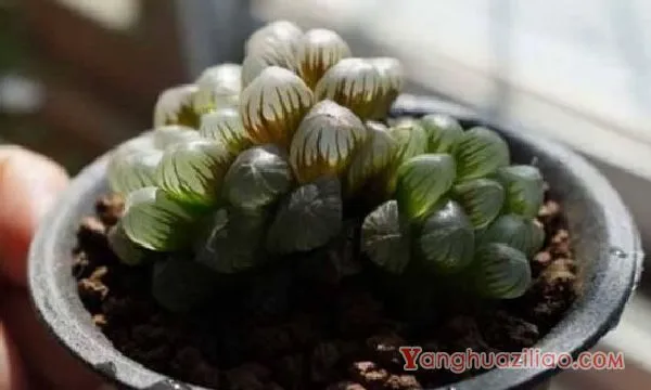 冰灯玉露怎么繁殖，冰灯玉露的繁殖方法与养护技巧