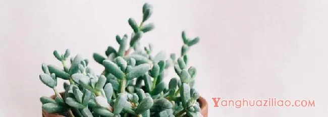 鹿角海棠怎么浇水