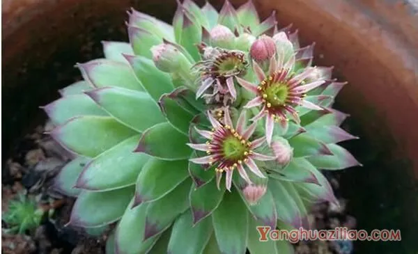 宝石花和观音莲的区别，详细介绍叶子和花朵的不同