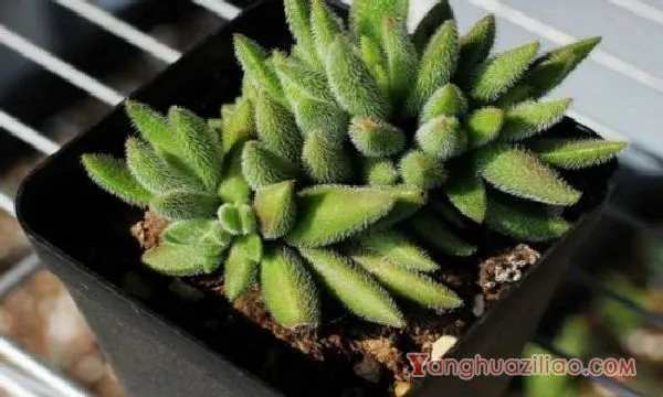 绒针徒长了怎么办，砍头剪枝控水施肥