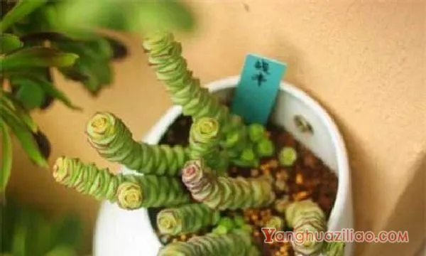 钱串多肉木质化的解决方法