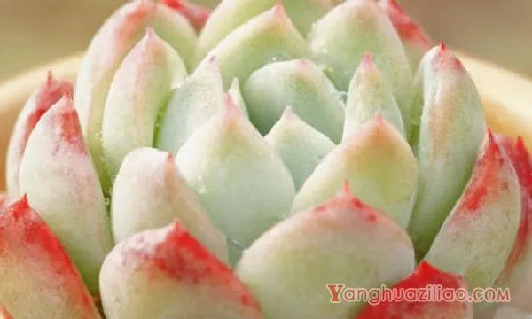 多肉上有白色絮状
