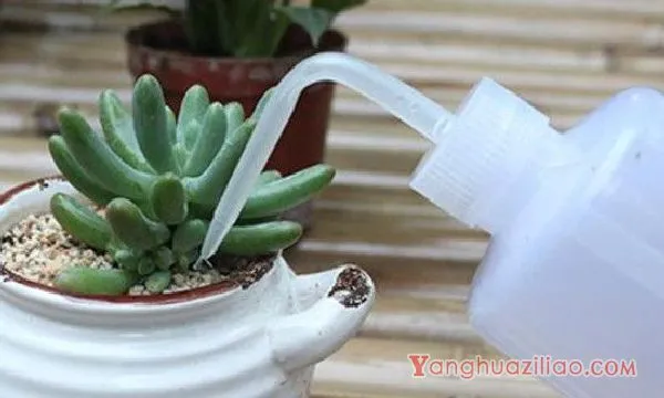 多肉浇水的正确方法
