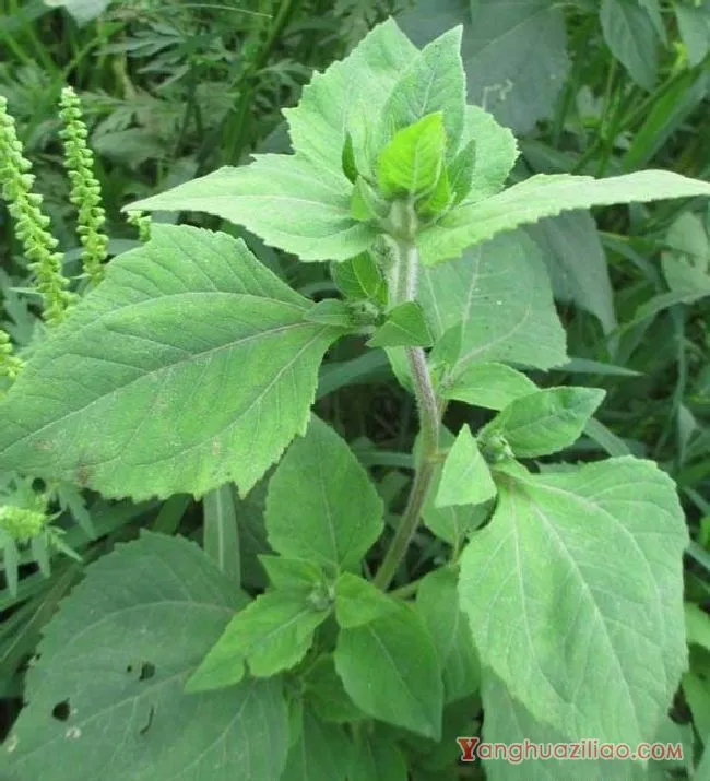 豨莶（菊科）