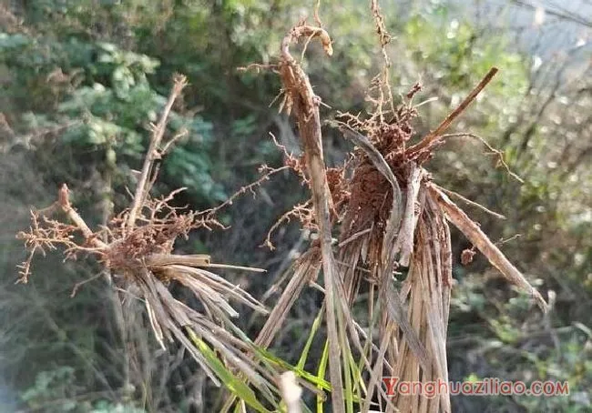 茅草（禾本科）