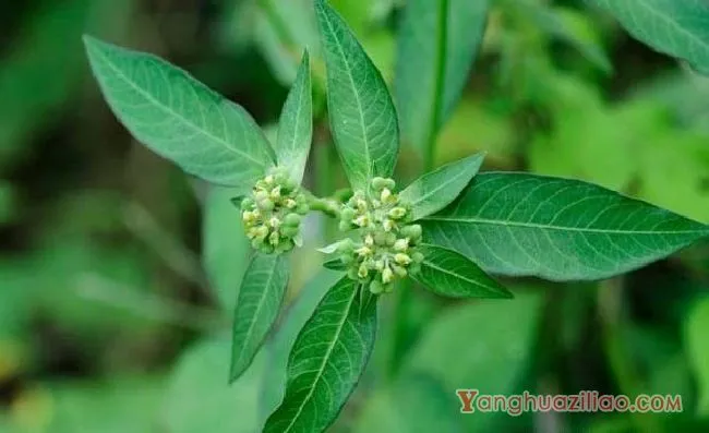 白苞猩猩草（大戟科）