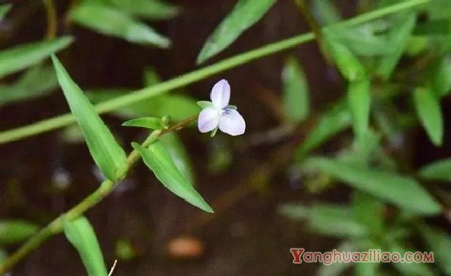 水竹叶（鸭跖草科）