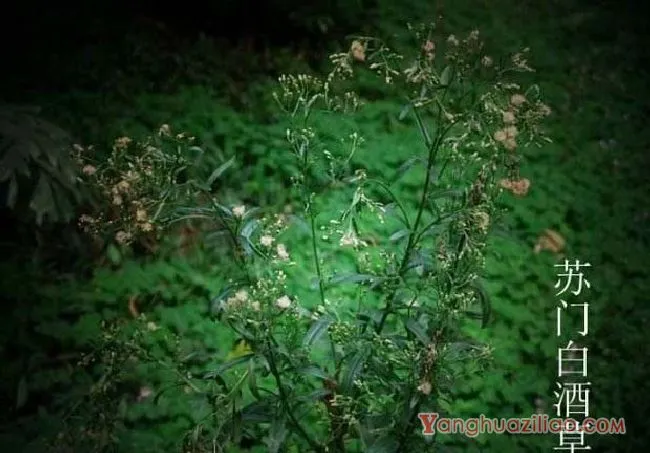 苏门白酒草（菊科）