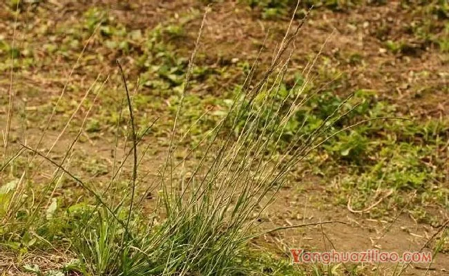 鼠尾粟（禾本科）