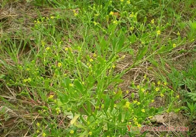 石龙苪（毛茛科）