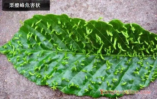 栗瘿蜂（瘿蜂科）