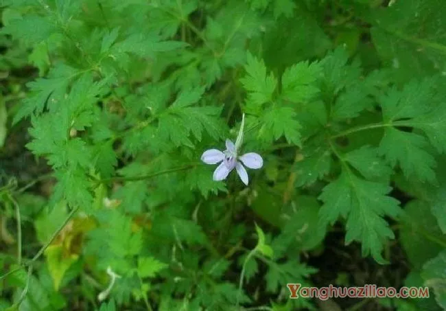 还亮草(茛科) 还亮草(茛科)