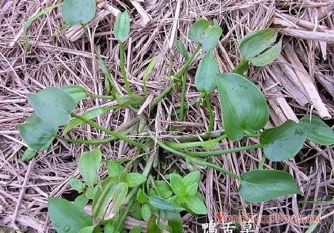 鸭舌草（雨久花科）