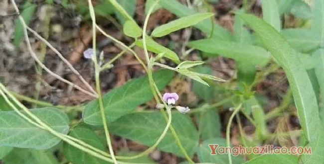 野大豆（豆科）