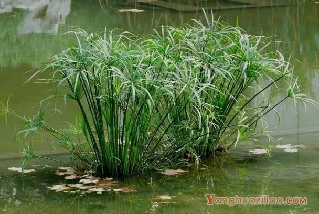 旱伞草（莎草科）